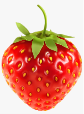 Strawberry Clipart Watercolor - Strawberry Clipart Png PNG Image |  Transparent PNG Free Download on SeekPNG